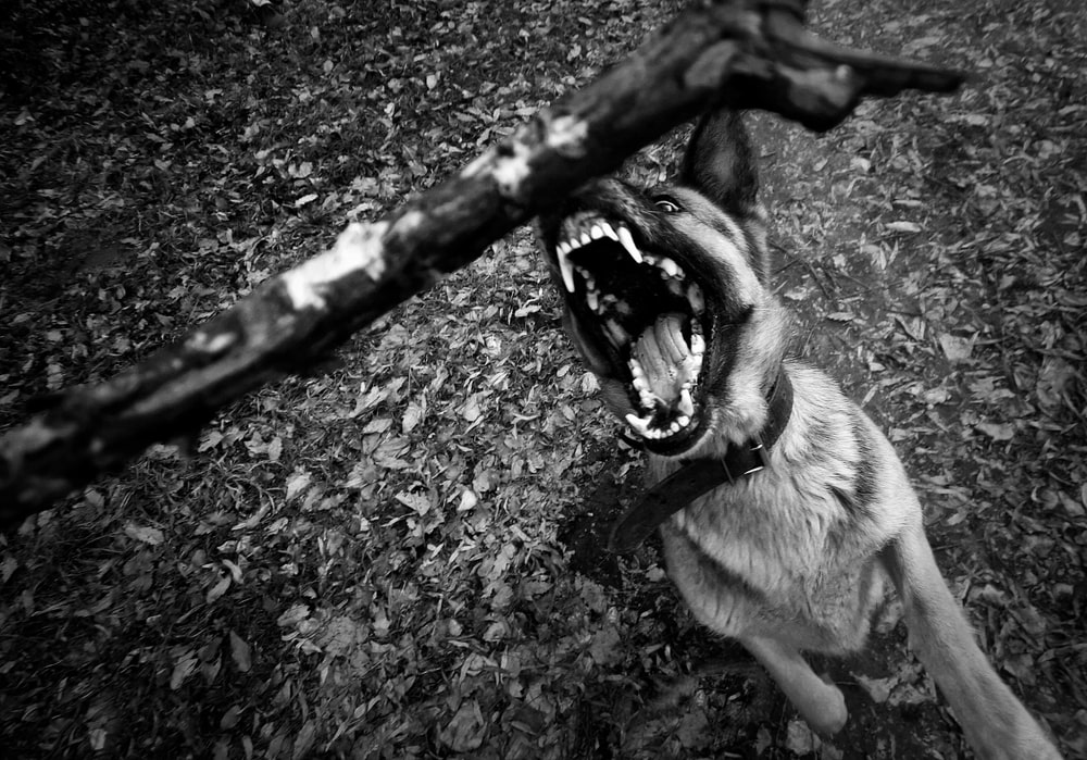 Dayton, OH dog bite faqs